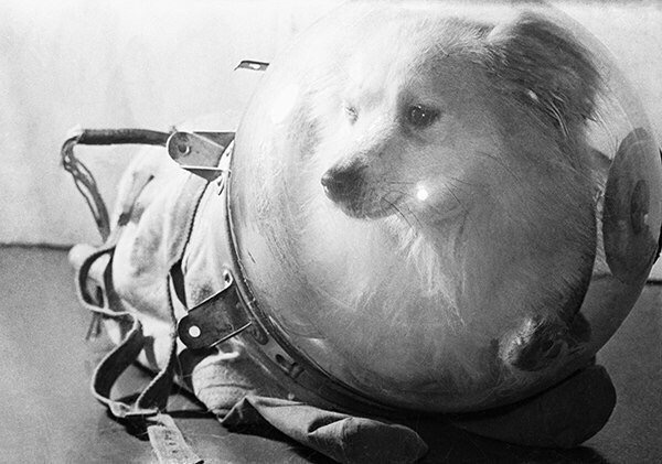 Собачка-космонавт Белка в скафандре Собаки Белка и Стрелка совершили успешный орбитальный полёт на советском космическом корабле «Спутник-5»
