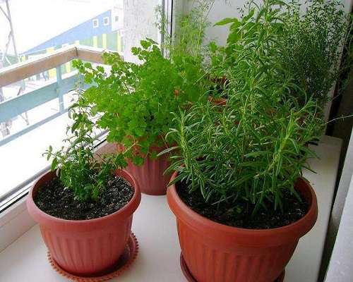выращивание розмарина в домашних условиях хорошая приправа это свежая приправа, а если она еще и растет у вас в квартире, то это втройне великолепно. о том, как выращивать зелень на подоконнике
