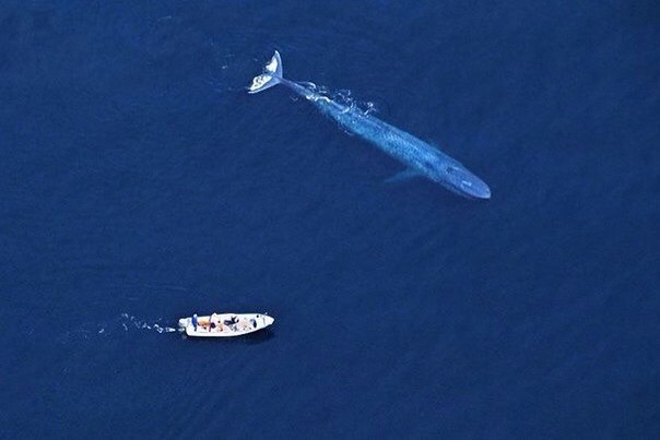 Самые интересные факты о китах