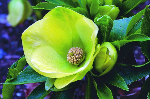 зимние цветы - морозник морозник - так называют растение, которому не страшны ни снег, ни морозы. оно может зацвести даже к рождеству, а за свою выносливость получило название морозник. его