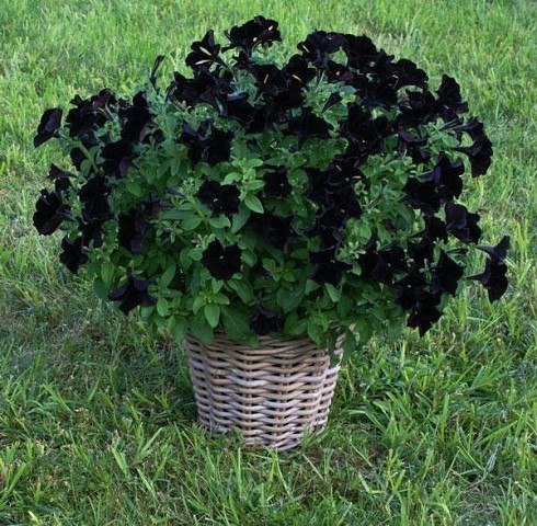 Петуния Черный бархат (Blac Velvet) В 2011 г. был представлен новый сорт петунии - Черный бархат. До появления Blac Velvet петунии c действительно черными цветами не существовало. Все
