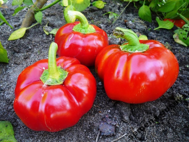 Как вырастить болгарский перец из семян Болгарский перец содержит витамин С, каротин и другие не менее полезные вещества. Растение выращивают как на открытых , так и в теплицах. это определяется