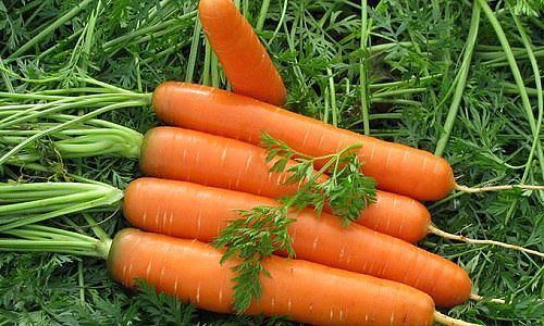 СЕКРЕТЫ УДОБРЕНИЯ МОРКОВИ Морковь очень требовательна к удобрениям почвы и подкормкам. Но эти требования носят более сложный характер, чем у большинства других огородных растений.Не ни в коем