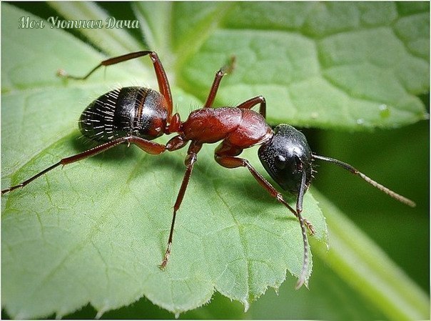 народные средства для борьбы с муравьями с приходом весны, как только наступают теплые деньки, муравьи начинают выползать из своих укромных жилищ и начинают свое нашествие. если муравьи