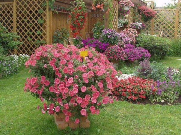 украшаем сад подвесными композициями и цветами в вазах способы украшения сада ампельными растениями самые разнообразные. но, существуют несколько правил, которые необходимо знать:- размещают