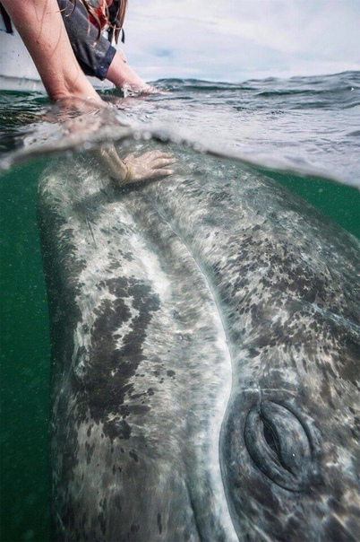 Маленький кит любит когда его гладят Это потрясающее фото сделано во время туристической водной прогулки. Детеныш серого кита увидел лодку с людьми и приплыл