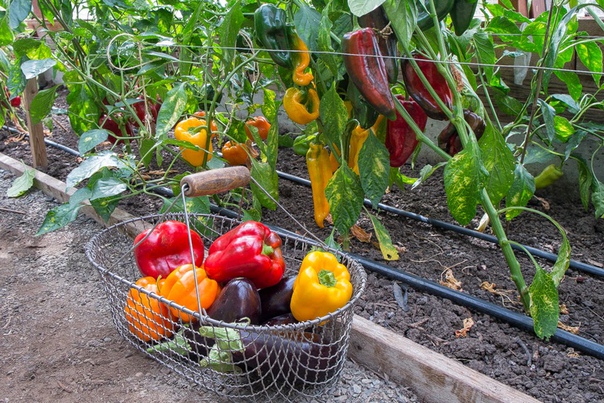 Перцы и баклажаны в одной теплице: как получить хороший урожай при совместном выращивании. 