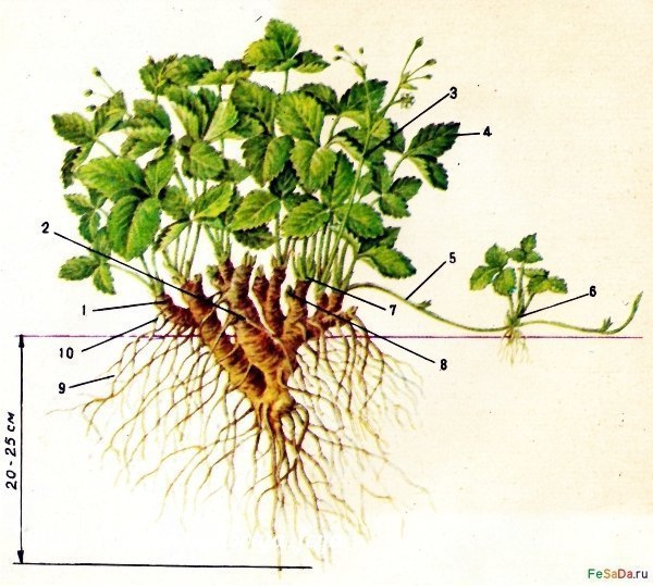готовимся к новому сезону!полезное о выращивании клубники  клубника (садовая земляника) - многолетнее травянистое вечнозелёное растение с регулярным обновлением листьев. наблюдаются две волны