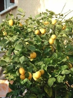 хотите лимон  дома не все сорта лимонов можно выращивать в комнате. лучше всего для комнатной культуры подходят: лимон пав­ловский, лимон мейера, новогрузинский, дженоа, майкоп­ский. чаще в