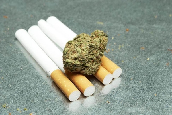 Коноплю будут добавлять в сигареты чтобы снизить вред от табакокурения. 