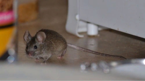 ПРИМЕТЫ СВЯЗАННЫЕ С ПОЯВЛЕНИЕМ МЫШЕЙ Народные приметы могут послужить хорошей подсказкой для любого человека. Если знать к чему в доме появляются мыши можно избежать многих проблем. Приметы