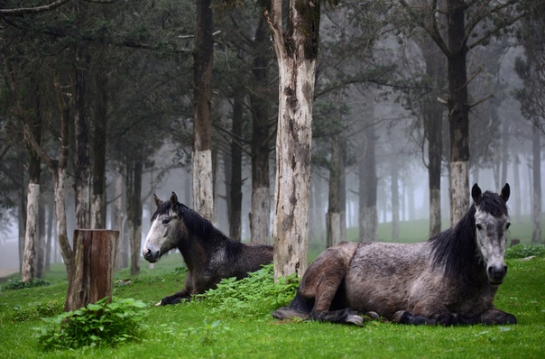 Лошади отдыхают в лесу в Шаххате, Ливия. Фото: Esam Omran Al-Fetori