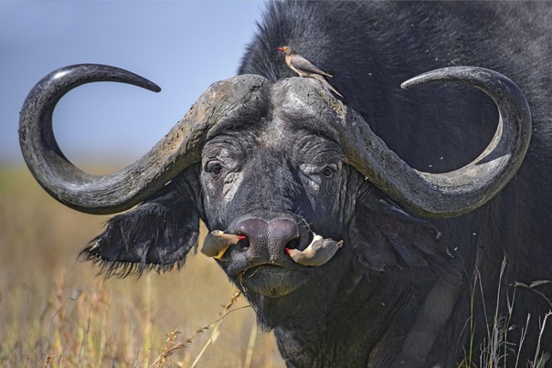 Буйволовые скворцы питаются насекомыми-паразитами и их личинками, которых находят на теле африканского буйвола