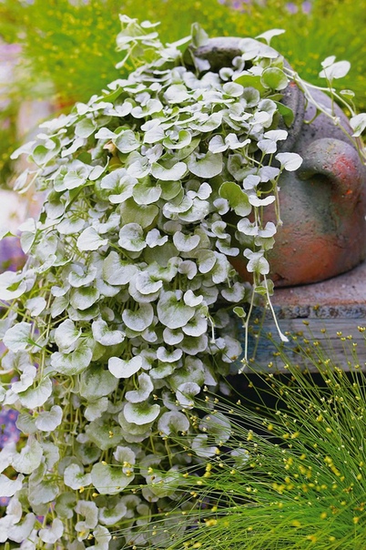 дихондра дихондра довольно неприхотливое ампельное растение. ее многочисленные тонкие плети, свисающие вниз на 2 метра или стелющиеся по поверхности почвы покрыты небольшими ярко-зелеными или