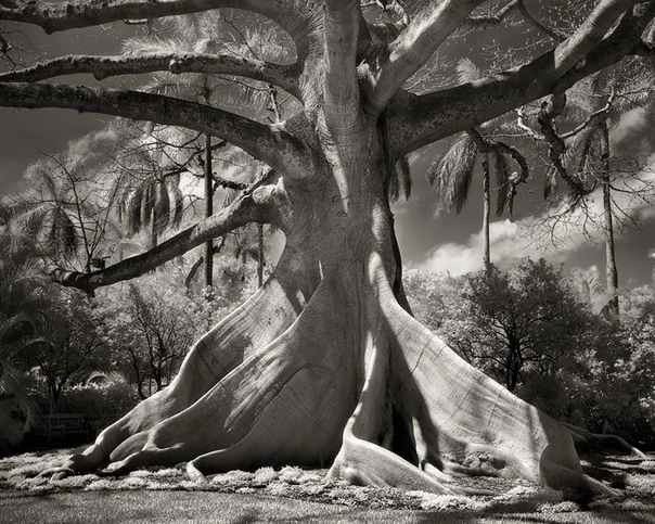 Фотопроект Бет Мун «Портреты времени» 14 лет своей жизни фотограф Бет Мун из Сан-Франциско посвятила тому, что находила и фотографировала старейшие деревья на планете. Она объездила весь мир,