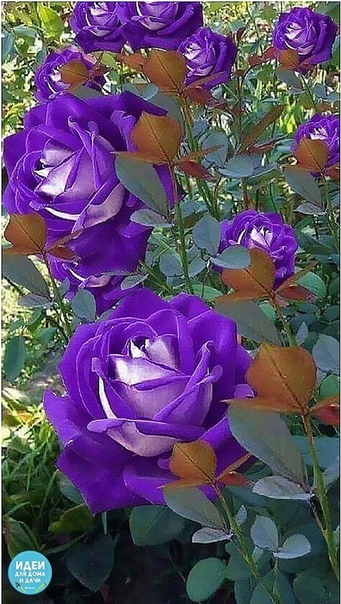 Первый раз вижу фиолетовые розы! Как вам