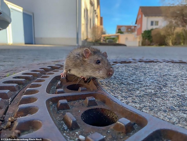 Спасатели вызволили толстую крысу, застрявшую в люке В немецком городе Бенсхайм спасателям пришлось отреагировать на необычный вызов толстая крыса нуждалась в помощи после того, как застряла на