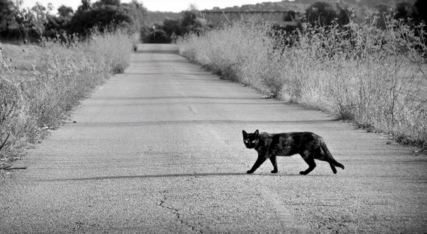Что делать, если черная кошка перебежала дорогу: меры защиты 